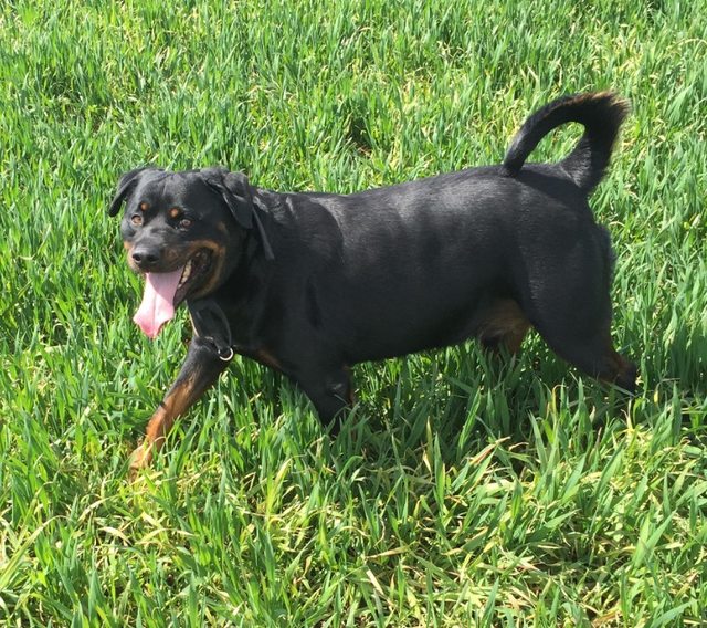 Prince – 6 year old male Rottweiler dog for adoption