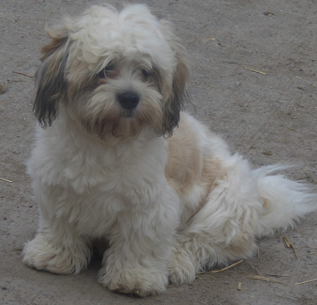 cross shih tzu and bichon frise