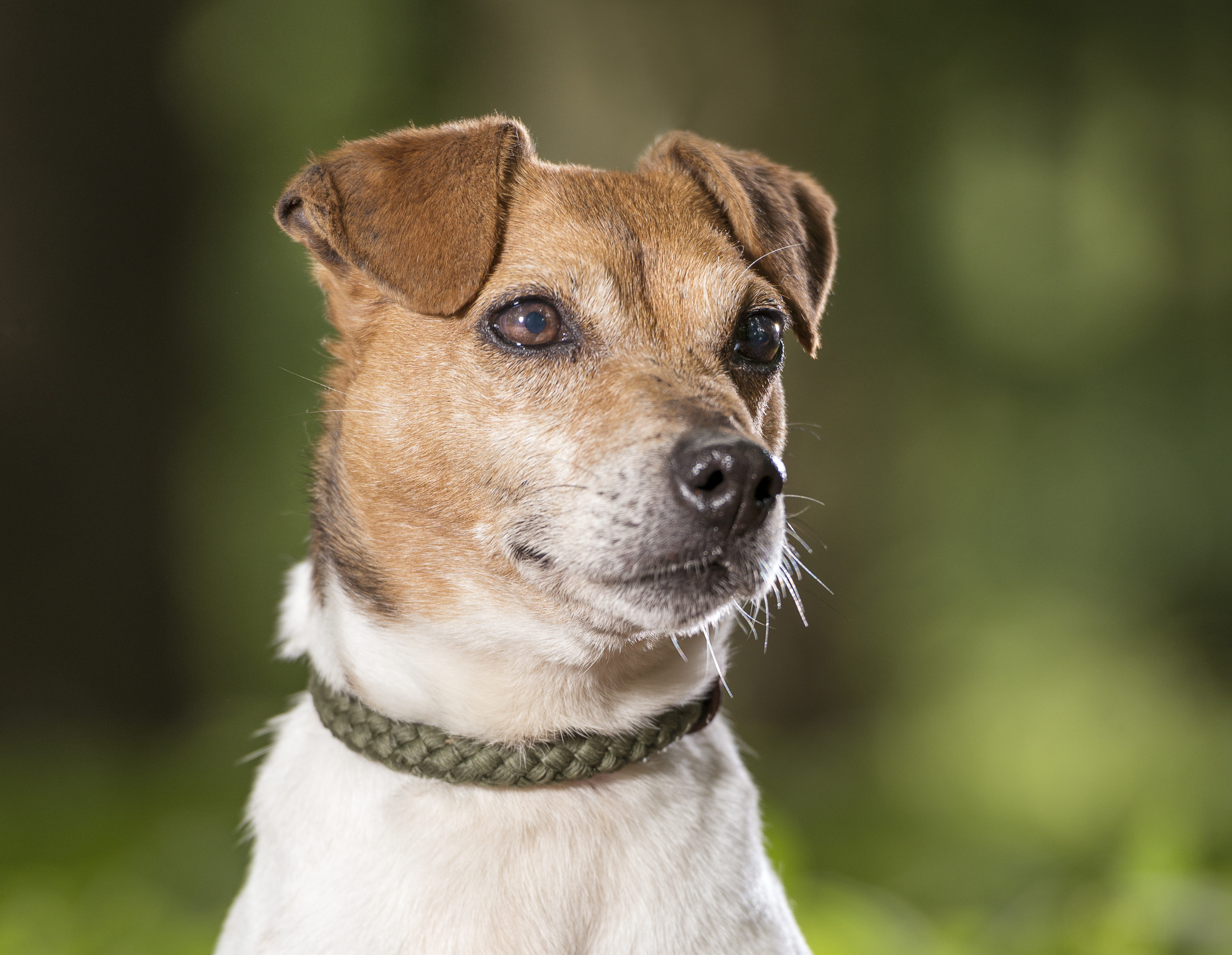 Sunshine 57 year old female Jack Russell Terrier dog for adoption