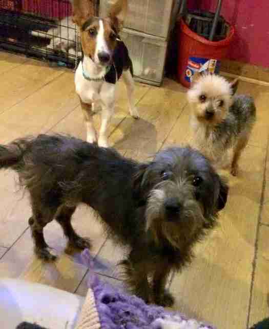 Posts by All Animals Rescue and Rehome Essex Dogs for Adoption