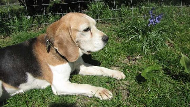 beagle dog adoption female bella adopt rehomed
