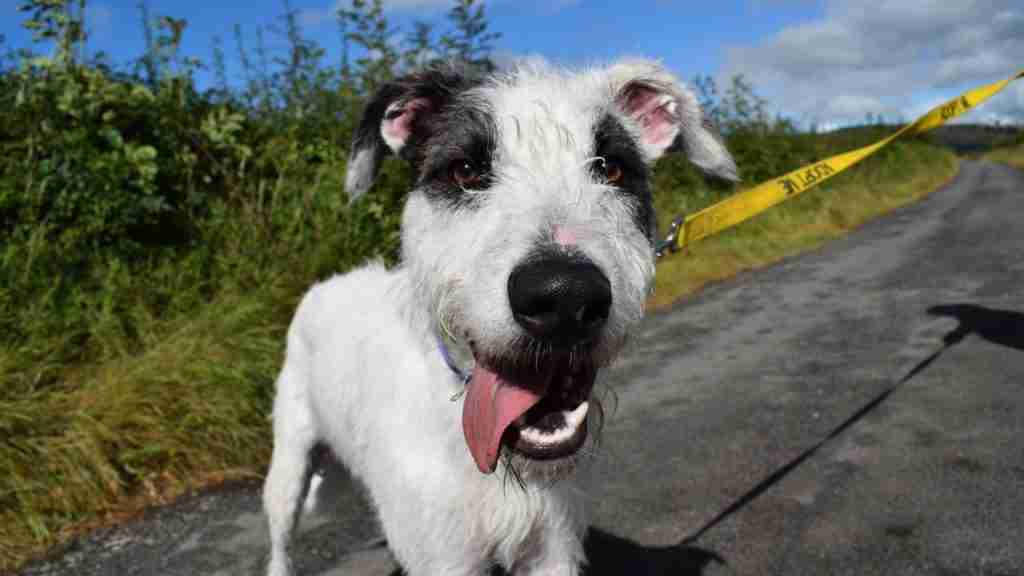 Posts by Merlin Animal Rescue Denbighshire Dogs for
