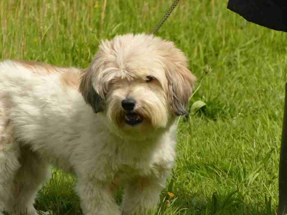 Posts by Suffolk Dog Rescue Dogs for Adoption & Rescue