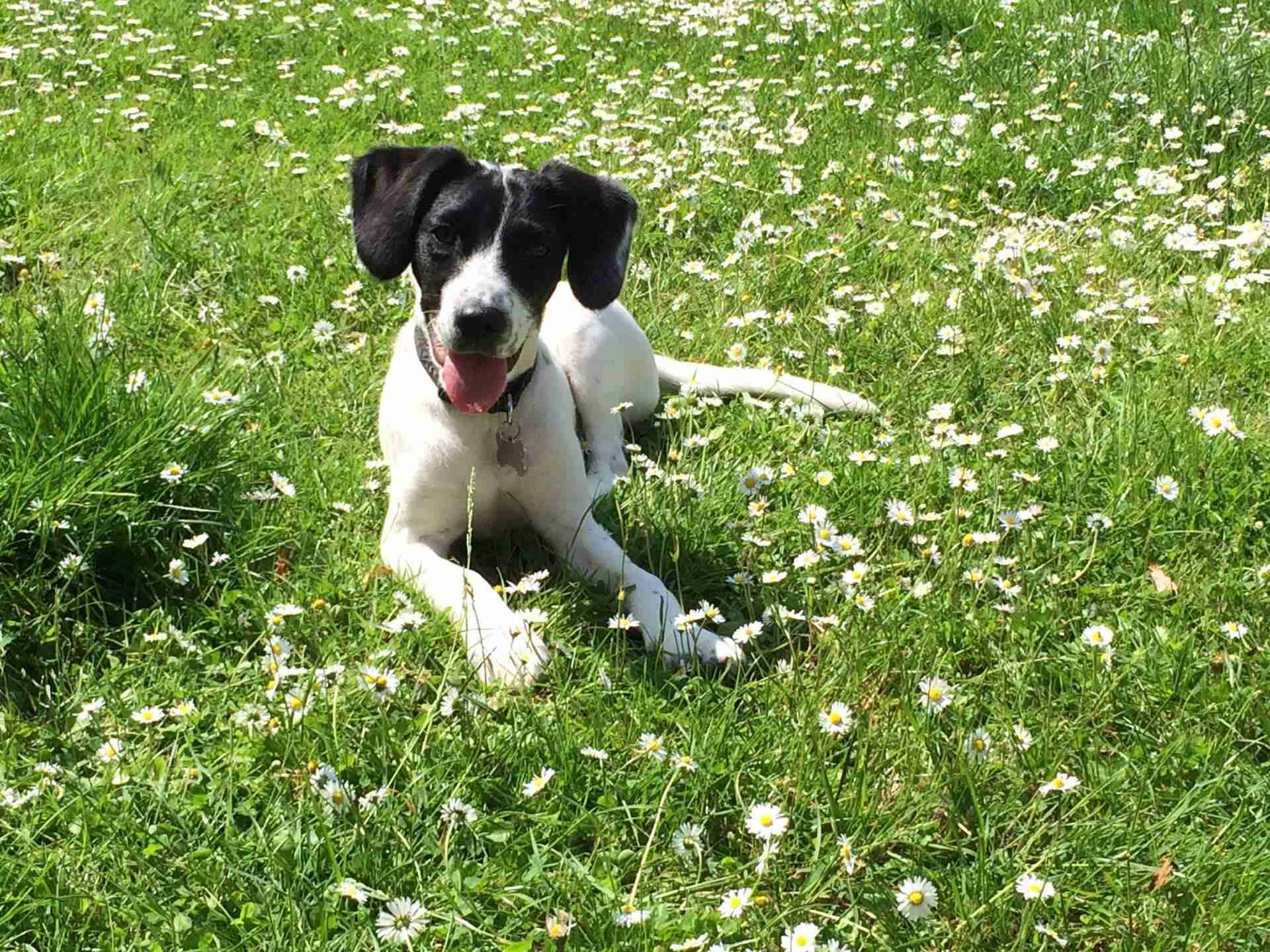 Posts by Hound from the Pound Lincolnshire Dogs for Adoption & Rescue