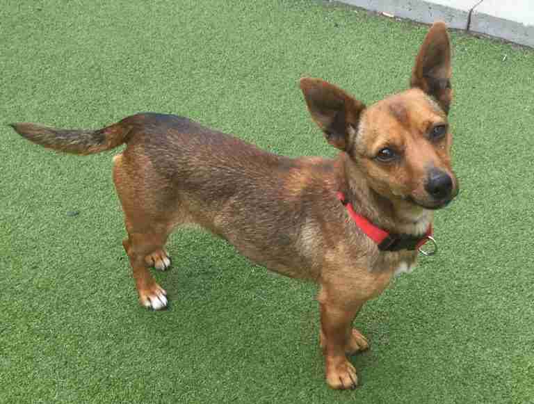 Posts by Pupsneedinghomes East Sussex Dogs for Adoption & Rescue Page 7