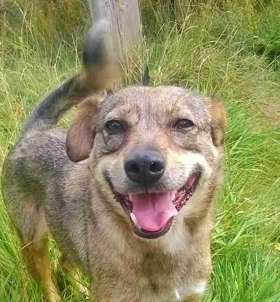 Posts by Animal Helpline Dog Rescue Peterborough Dogs for Adoption