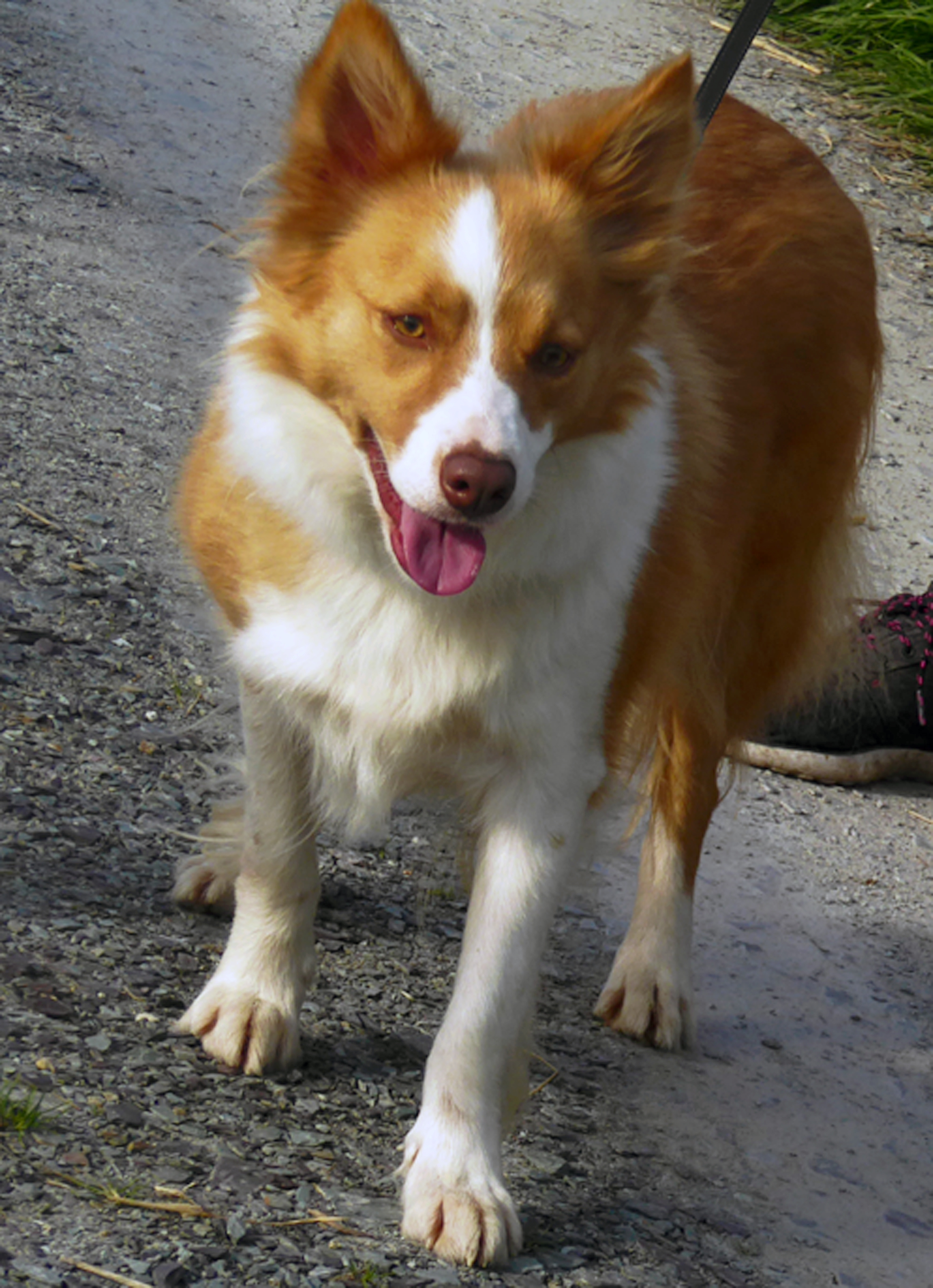 Nell 2 year old female Border Collie dog for adoption