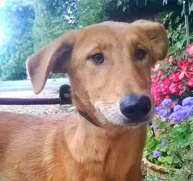 Posts by Animal Helpline Dog Rescue Peterborough Dogs for Adoption