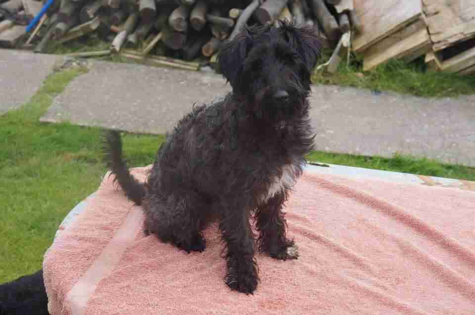 Charlot 2 year old female Schnoodle dog for adoption