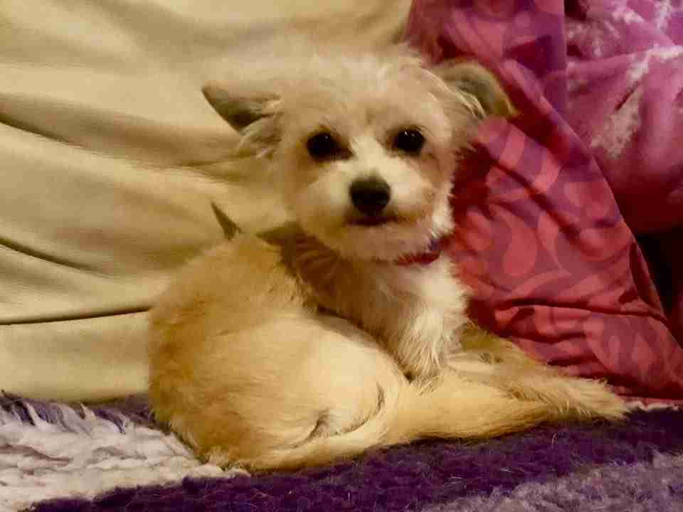 Posts by All Animals Rescue and Rehome Essex Dogs for Adoption & Rescue Page 18 Posts by All Animals Rescue and Rehome Essex Dogs for Adoption & Rescue Page 18