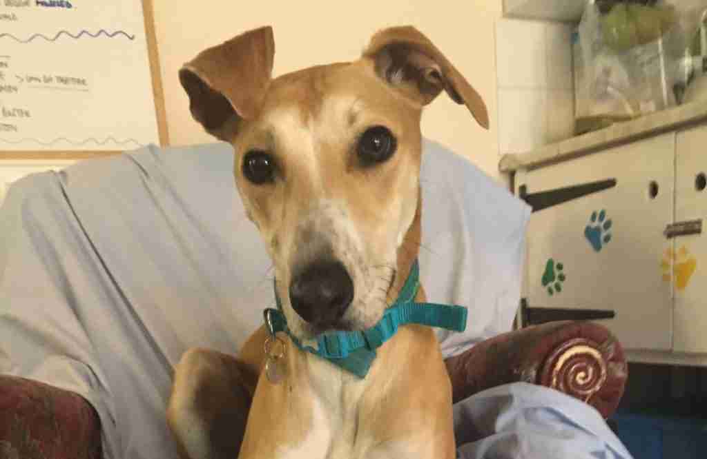 Posts by Leicester Animal Aid Dogs for Adoption &amp; Rescue