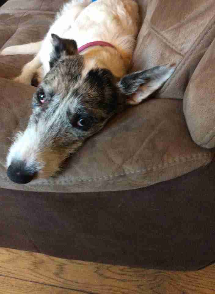 Posts by Evesham Greyhound and Lurcher Rescue Dogs for Adoption