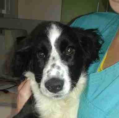 Glen – 5 month old male Border Collie dog for adoption