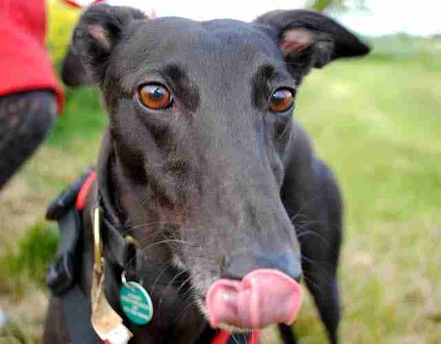 Posts by Kerry Greyhounds UK Dogs for Adoption & Rescue