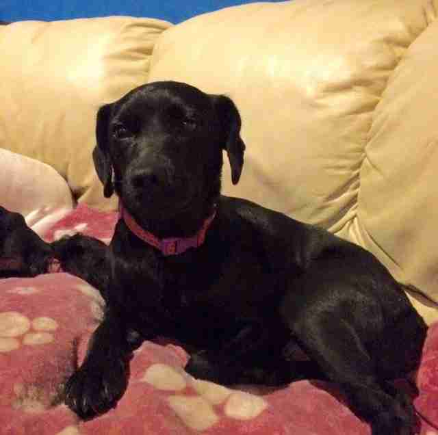 Daphne – 2 year old female Patterdale Terrier cross English Cocker
