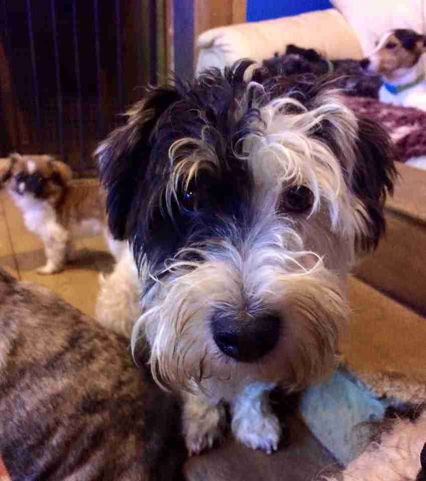 Posts by All Animals Rescue and Rehome Essex Dogs for Adoption & Rescue Page 16 Posts by All Animals Rescue and Rehome Essex Dogs for Adoption & Rescue Page 16