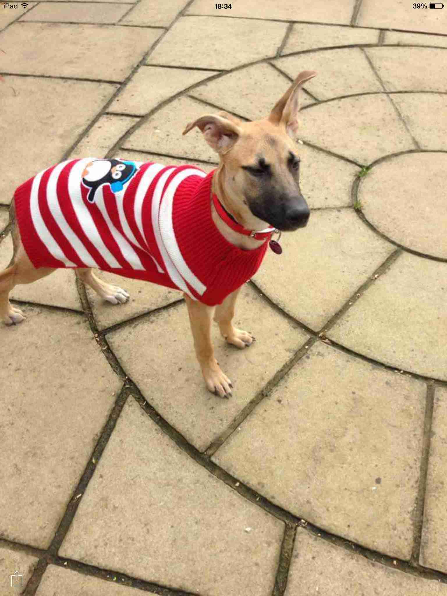 Posts by Rovers Dog Rescue Brentwood Essex Dogs for Adoption & Rescue