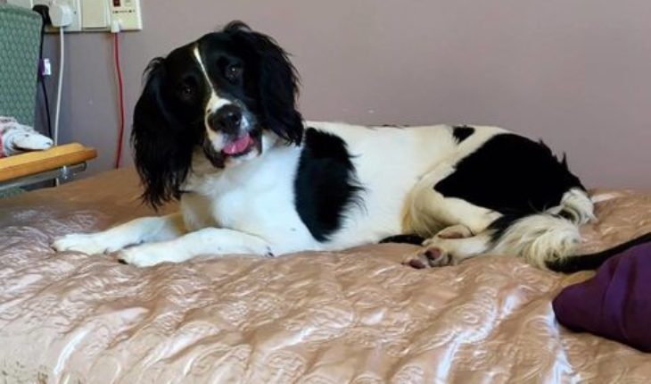 Zac – 12 month old male English Springer Spaniel dog for ...