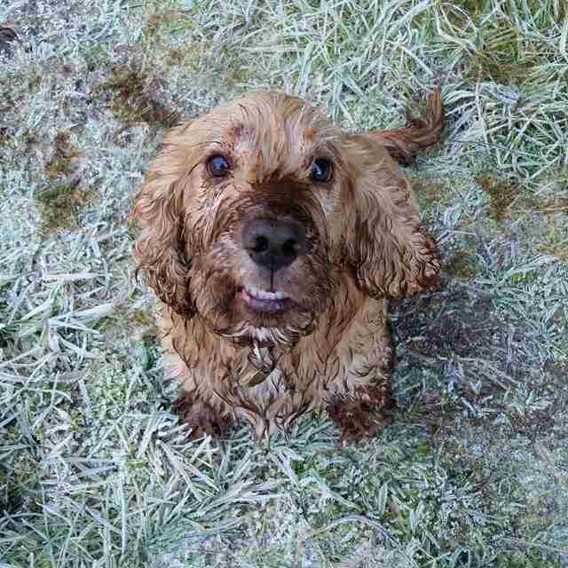 Charlie 8 year old male English Cocker Spaniel dog for adoption