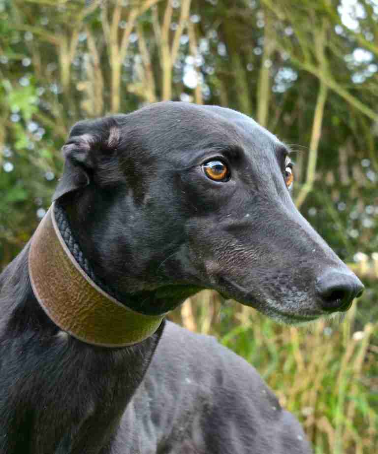 Posts by Leicester Animal Aid Dogs for Adoption &amp; Rescue