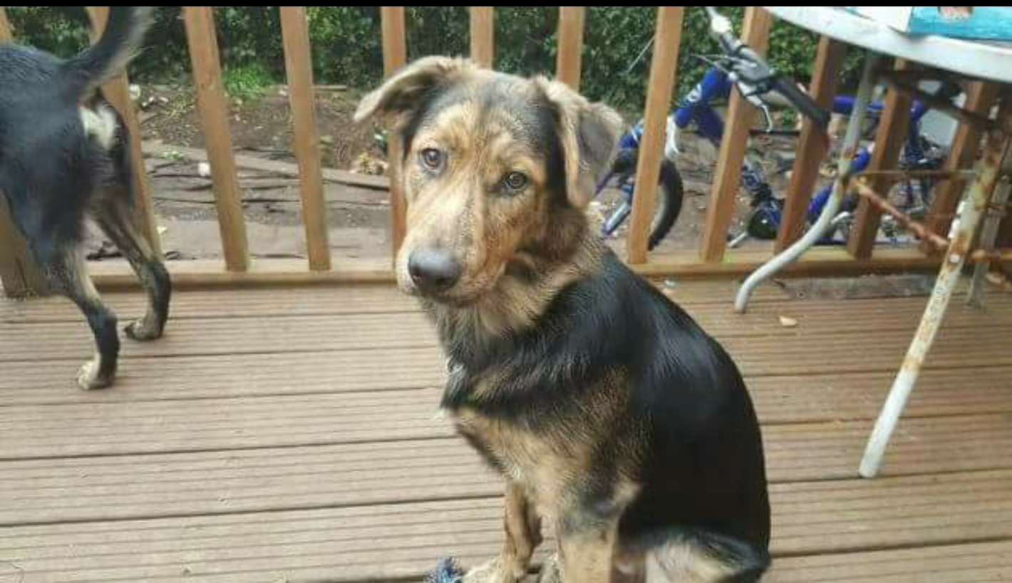 Posts by Dorset & Somerset Dog Rescue Dogs for Adoption & Rescue