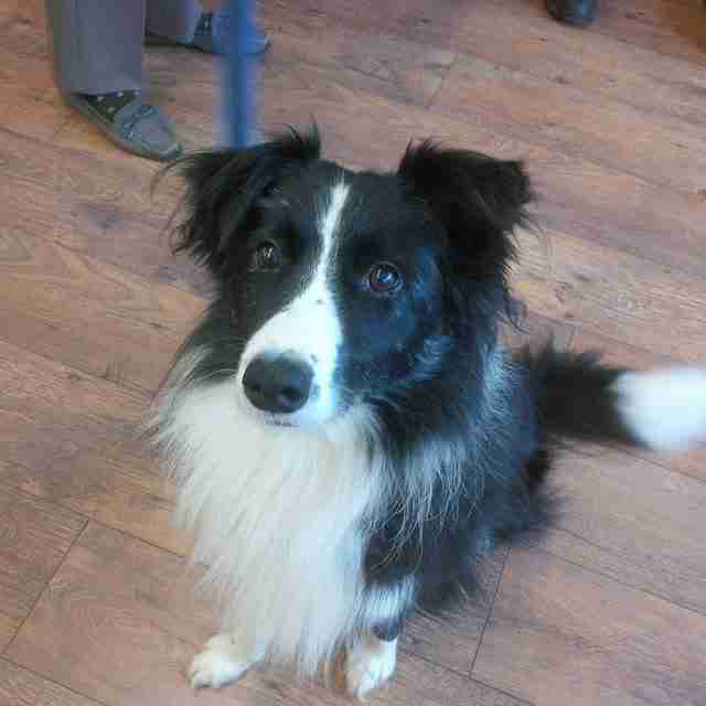 Shep 5 year old male Border Collie dog for adoption