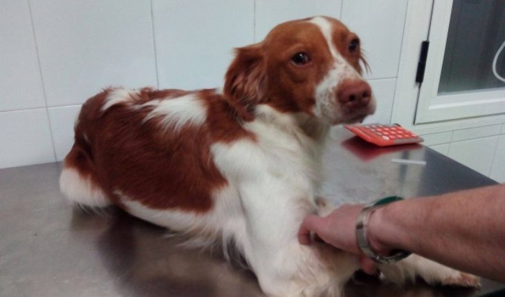 Luna 3 Year Old Female Brittany Spaniel Dog For Adoption Luna 3 Year Old Female Brittany Spaniel