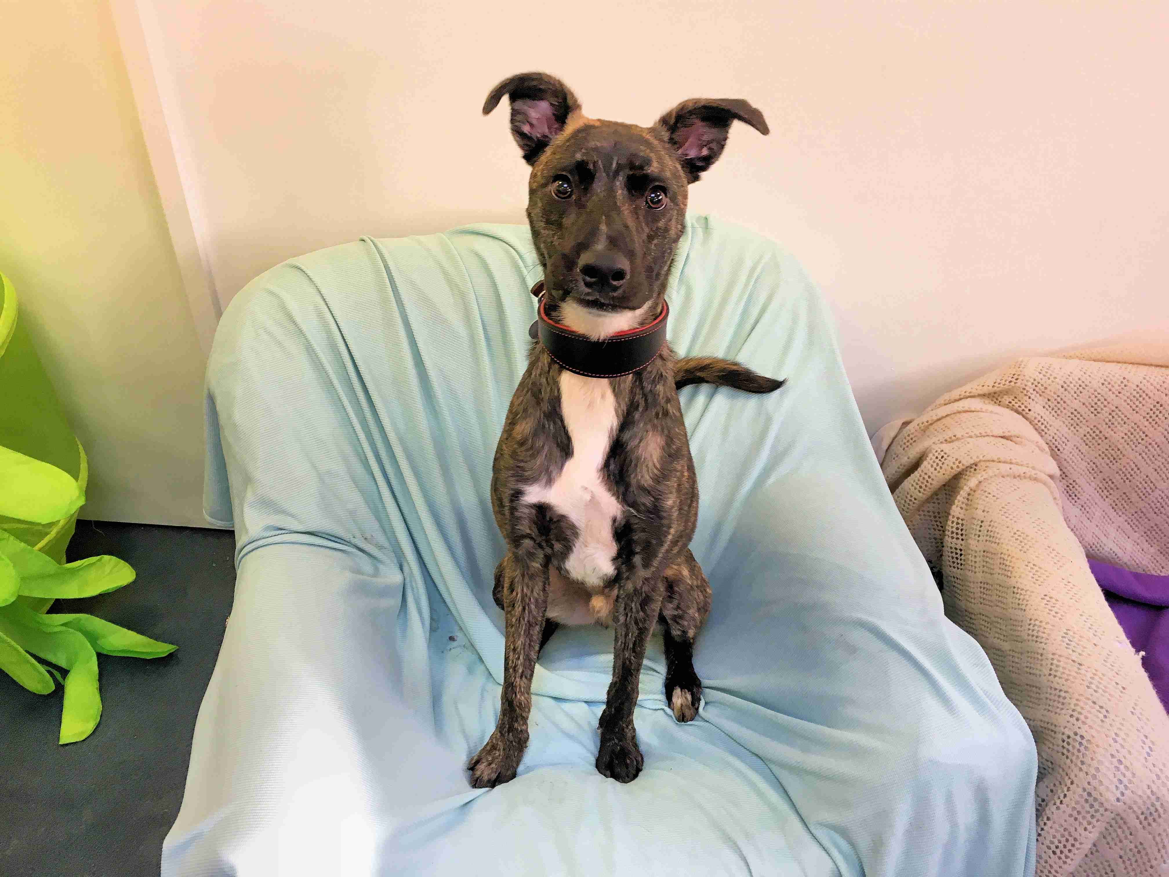 Posts by Mayhew Animal Home Dogs for Adoption & Rescue