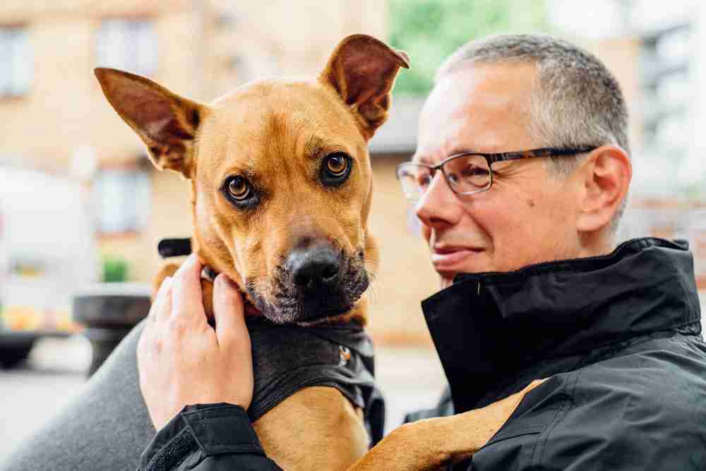 Posts by Mayhew Animal Home Dogs for Adoption & Rescue