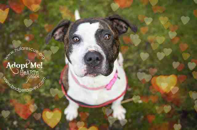 Posts by HULA Animal Rescue Milton Keynes Dogs for