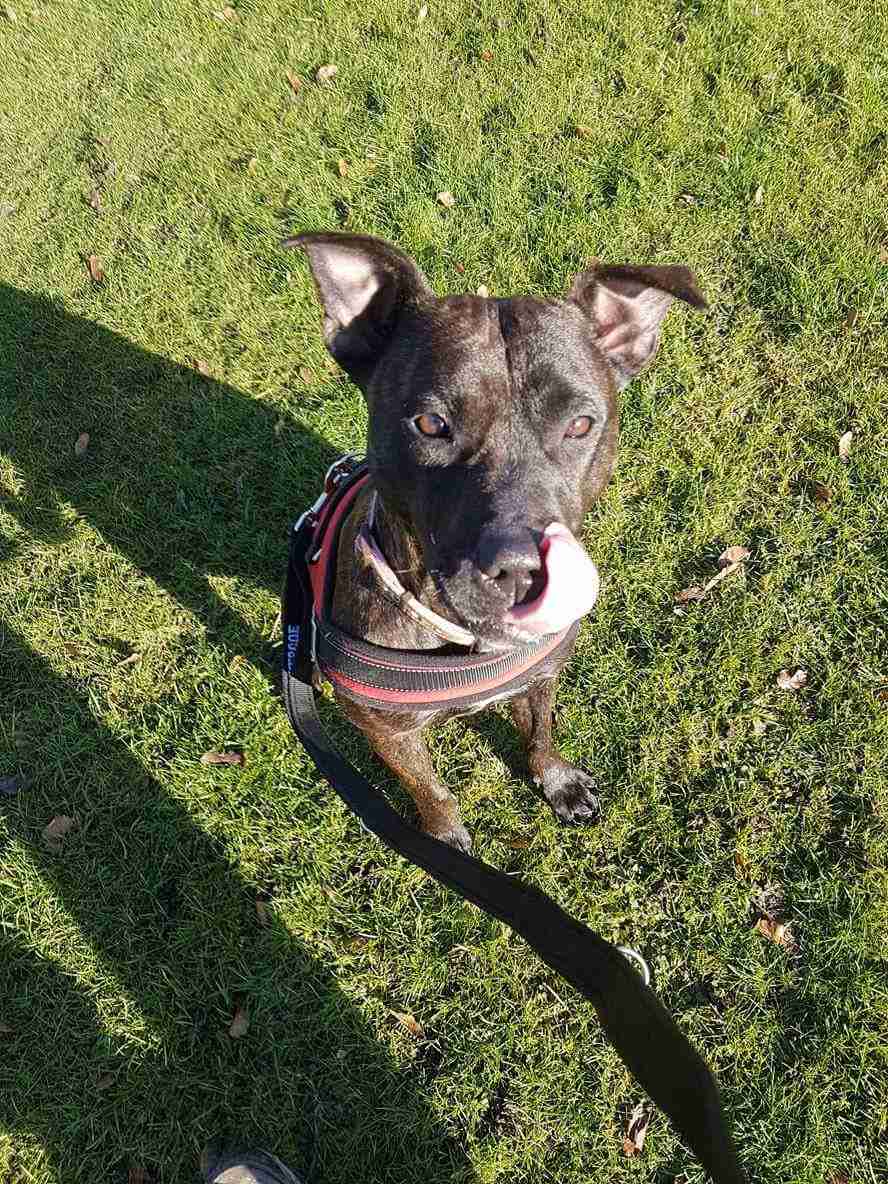 Suzie 1218 month old female Staffordshire Bull Terrier dog for adoption