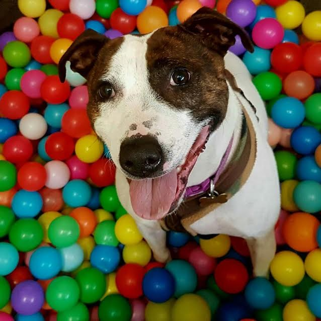 Posts by RSPCA Leeds and Wakefield Dogs for Adoption & Rescue