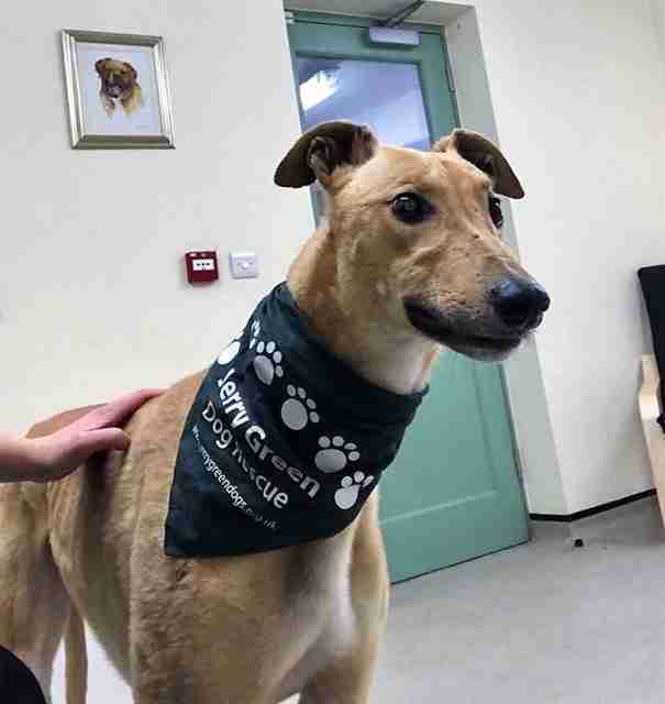 Posts by Jerry Green Dog Rescue Nottinghamshire Dogs for Adoption