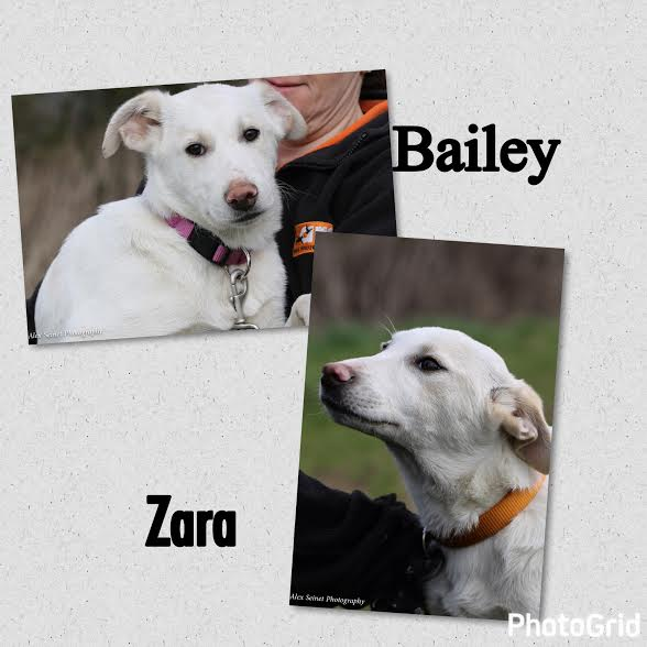 Posts by The Animal Rescue Charity Hertfordshire Dogs for Adoption