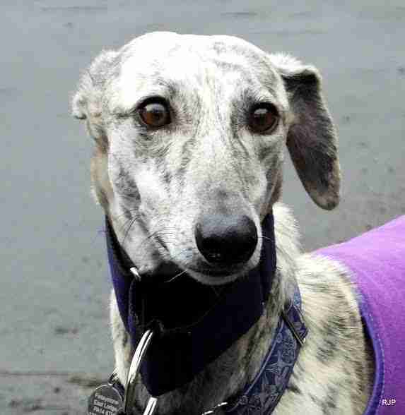 Posts by RoyalHeart Greyhound Rescue Scotland Dogs for Adoption