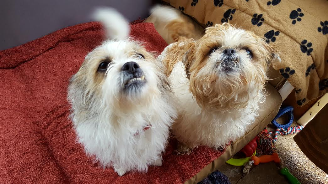 Posts by Wanderers Haven Animal Sanctuary Essex Dogs for Adoption & Rescue Page 3