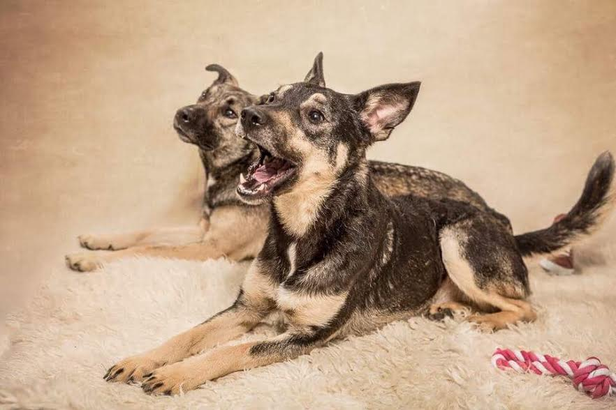 posts-by-happily-ever-after-dog-rescue-bristol-dogs-for-adoption