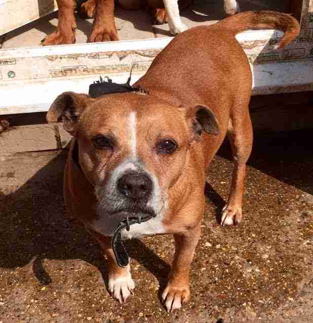 Posts by All Animals Rescue and Rehome Essex Dogs for Adoption & Rescue Page 14 Posts by All Animals Rescue and Rehome Essex Dogs for Adoption & Rescue Page 14