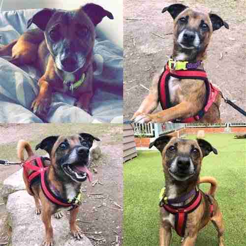 Posts by Raystede Centre for Animal Welfare East Sussex Dogs for Adoption & Rescue DogsBlog