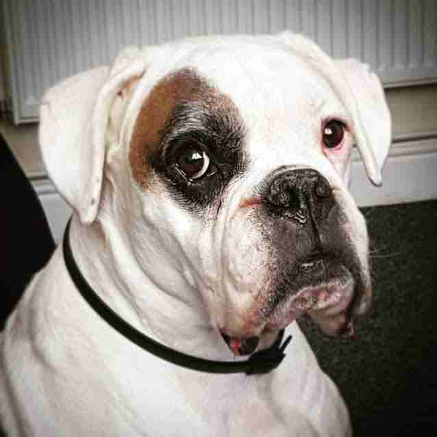 Chance 9 year old male Boxer dog for adoption