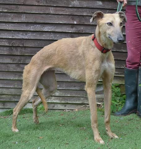 whippet cross rescue west dog hazel female sussex allsorts lurcher rehomed