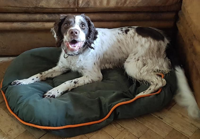 Posts by K9interventions Hertfordshire Dogs for Adoption & Rescue