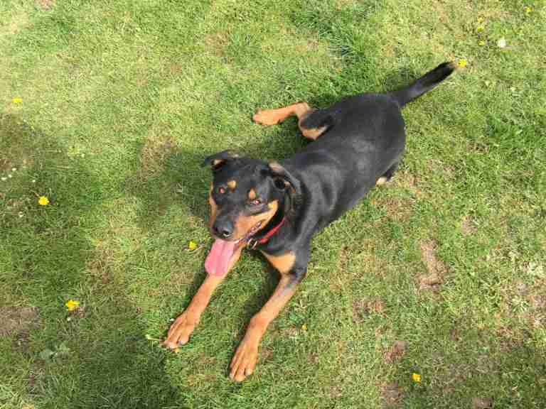 Posts by Woodview Kennels Essex Dogs for Adoption & Rescue