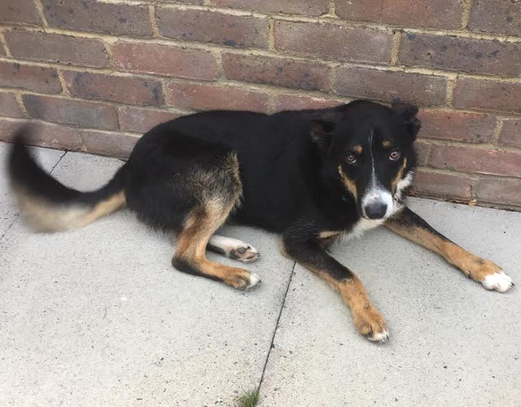 Posts by Pupsneedinghomes East Sussex Dogs for Adoption & Rescue Page 3