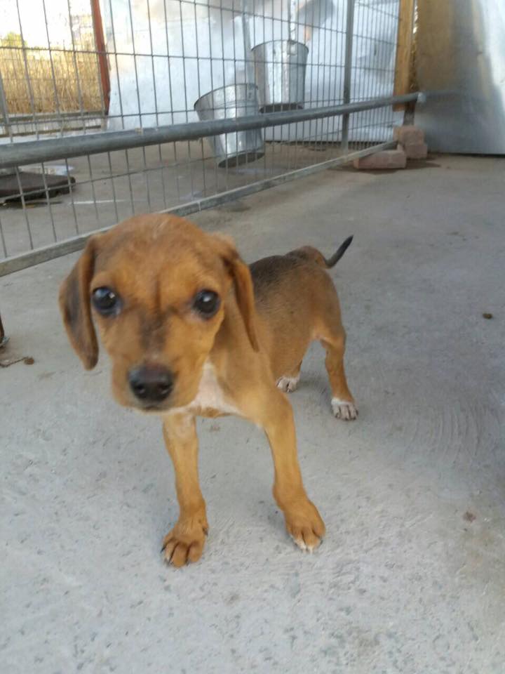 Wendy 6 week old male Beagle cross Terrier dog for adoption