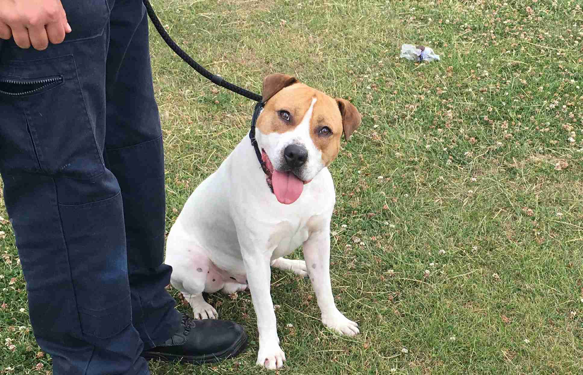 Posts by Mayhew Animal Home Dogs for Adoption & Rescue