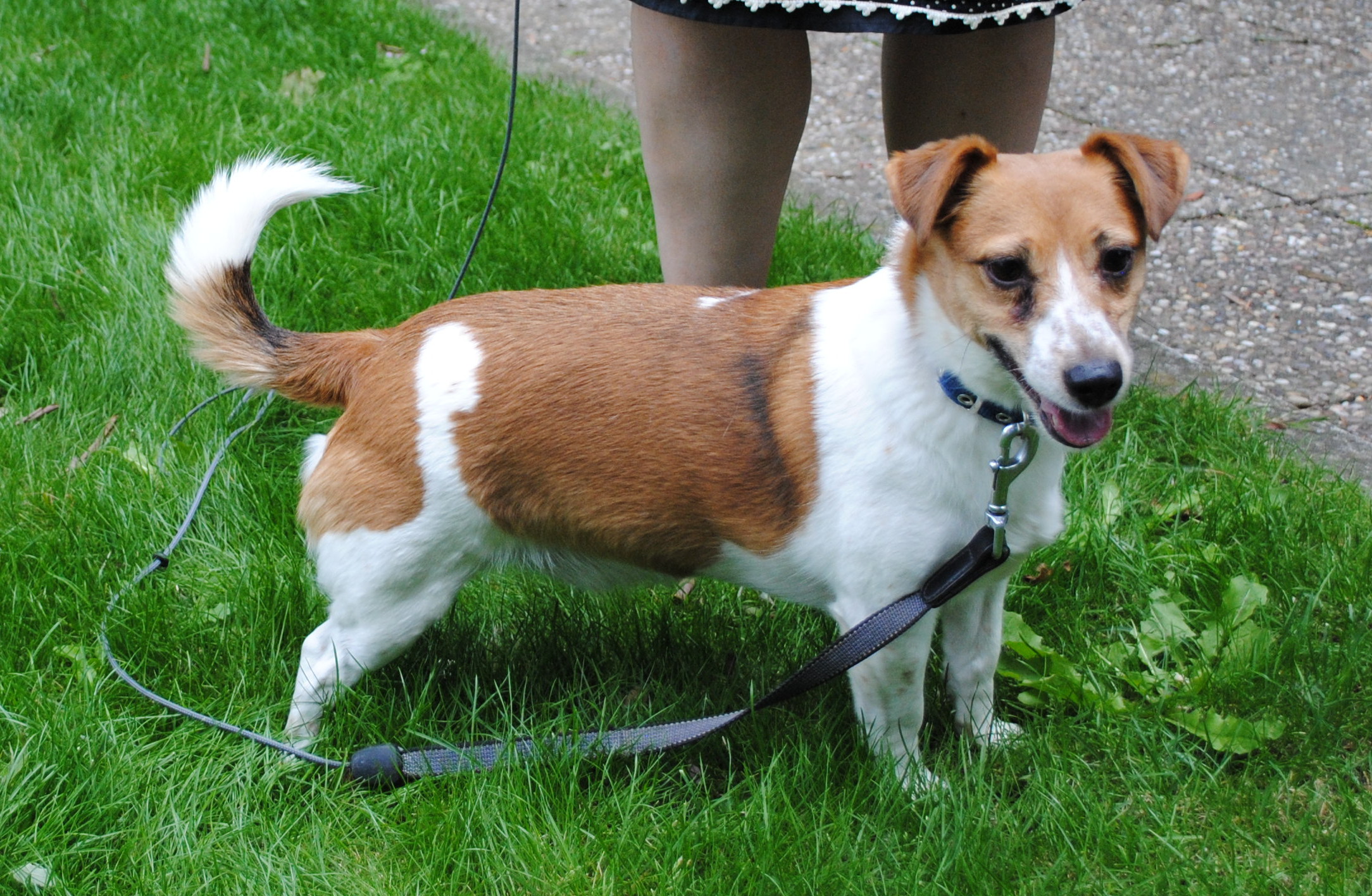 Tipsy – 5 Year Old Male Jack Russell Terrier Dog For Adoption