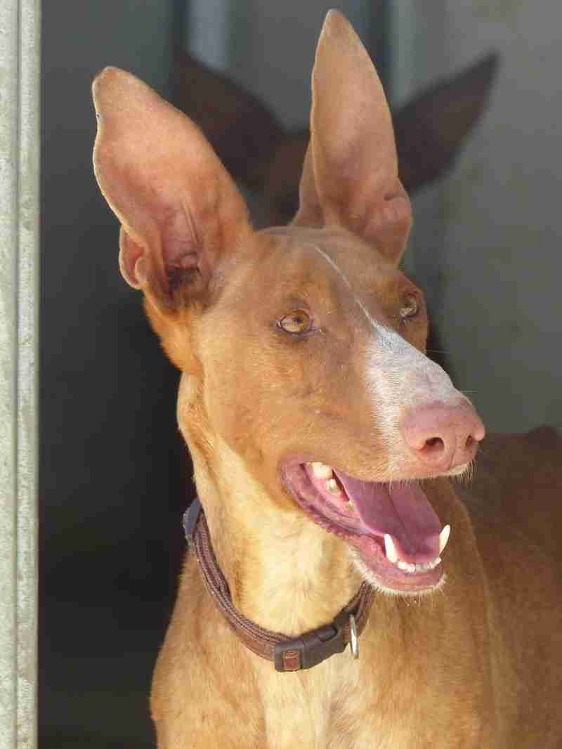 Joey – 3 year old male Podenco Canario dog for adoption
