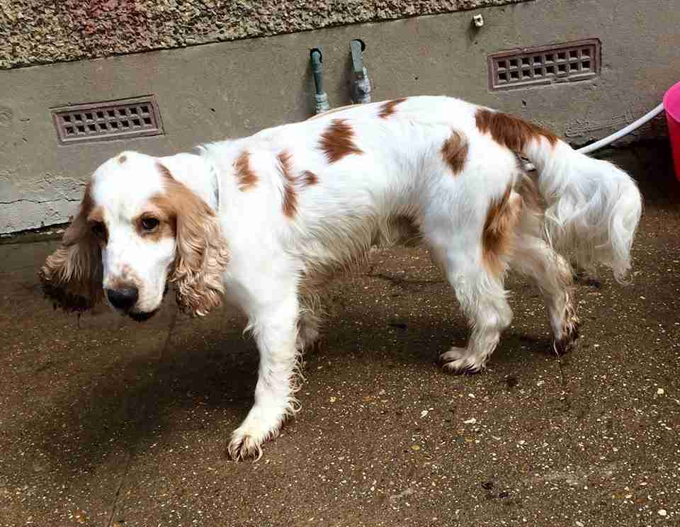 Buster 7 year old male English Cocker Spaniel dog for adoption
