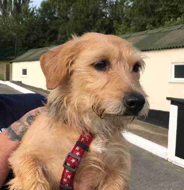 Posts by All Animals Rescue and Rehome Essex Dogs for Adoption & Rescue Page 13 Posts by All Animals Rescue and Rehome Essex Dogs for Adoption & Rescue Page 13